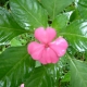 Flower in Dominica