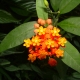 Flower in Dominica