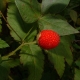 wild fruits