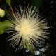 Flower in Dominica
